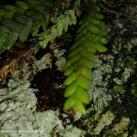 Podochilus saxatilis Lindl.
